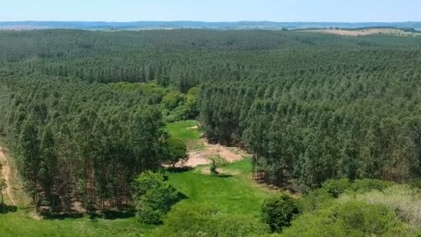 Letecký Pohled Bezpilotní Letoun Zasazeného Eukalyptového Lesa Brazílii — Stock video