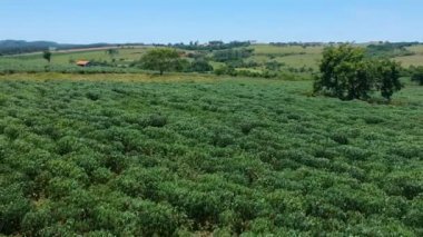 Brezilya 'da manyok ya da manyok bitkisi