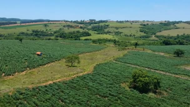 Maniok Oder Maniokpflanze Auf Dem Feld Brasilien — Stockvideo