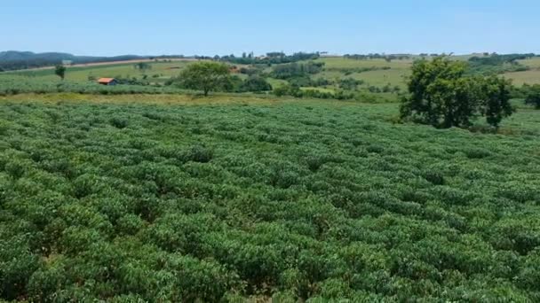 Kasava Nebo Manioková Rostlina Poli Brazílii — Stock video