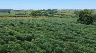 Brezilya 'da manyok ya da manyok bitkisi