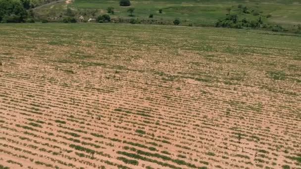 Aerial View Drone Little Peanut Plant Field Brazil — Stock Video