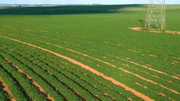 Aerial View Drone Little Peanut Plant Field Brazil — Stock Video