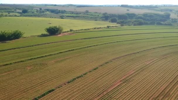 Aerial View Drone Little Peanut Plant Field Brazil — Stock Video