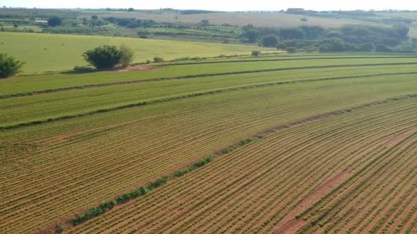 Vista Aérea Drone Pequena Planta Amendoim Campo Brasil — Vídeo de Stock