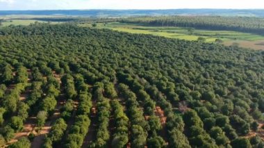 Brezilya 'da bir Macadamia fındık tarlası üzerinde hava manzarası