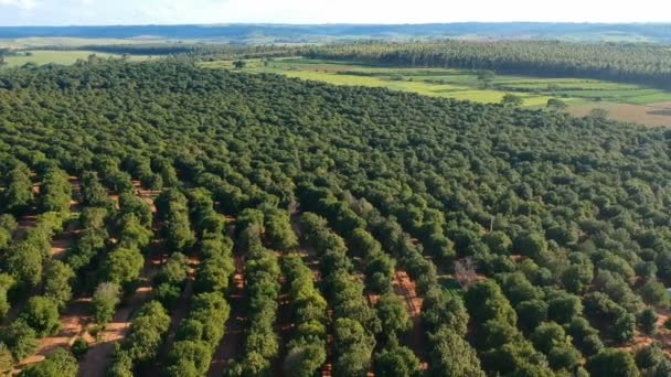 Letecký Pohled Plantáž Makadamových Ořechů Brazílii — Stock video