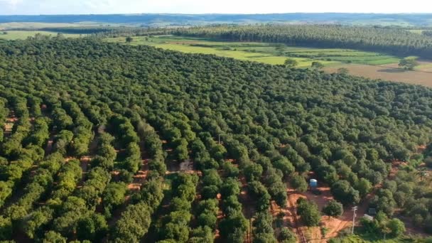 ブラジルのマカダミアナッツ農園の上空からの眺め — ストック動画