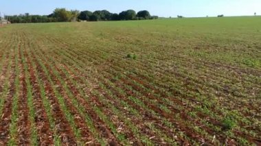 Brezilya 'daki tarlada yeşil soya bitkisinin havadan görünüşü 