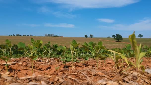 Feuilles Soja Vert Dans Champ Cultivé Brésil Avec Accent Sélectif — Video