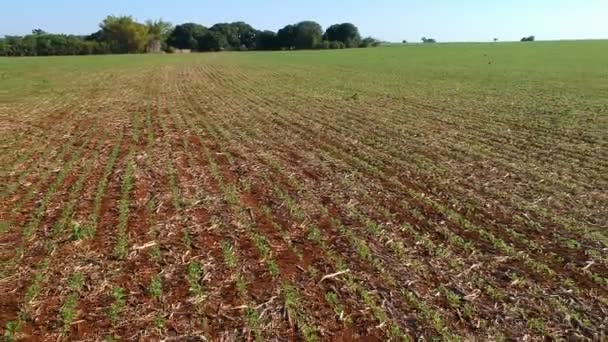 Vue Aérienne Des Feuilles Soja Vert Dans Champ Cultivé Brésil — Video