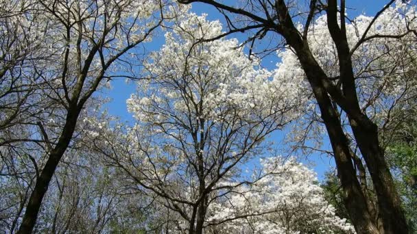 Ipes White Tree Flowering Grove Marilia Településen — Stock videók