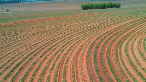 Luchtfoto Van Een Drone Van Kleine Pindaplant Het Veld Brazilië — Stockvideo