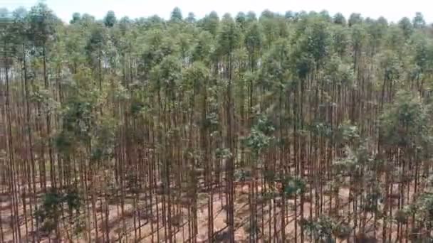 Αεροφωτογραφία Του Κηφήνα Ενός Φυτεμένου Δάσους Ευκαλύπτου Στη Βραζιλία — Αρχείο Βίντεο