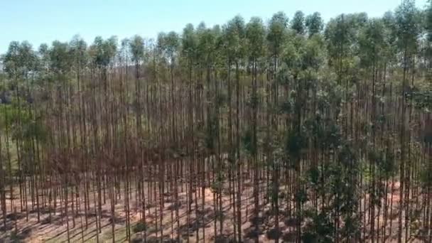 Vista Aérea Del Dron Bosque Eucaliptos Plantado Brasil — Vídeo de stock