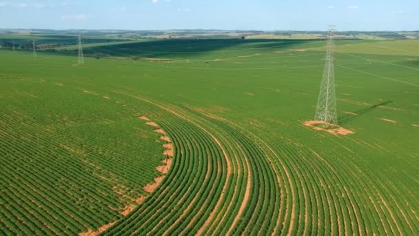 Vista Aérea Drone Pequena Planta Amendoim Campo Brasil — Vídeo de Stock