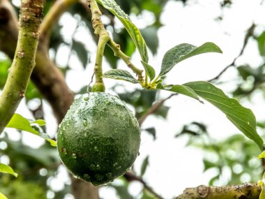 Brezilya 'da yağmurdan sonra avokado ağacı, Brezilya tropikal meyvesi