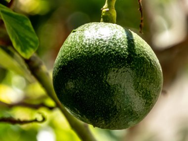 Brezilya 'da güneşli bir günde avokado ağacı, Brezilya tropikal meyvesi
