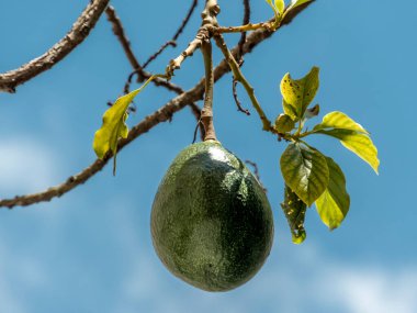Brezilya 'da güneşli bir günde avokado ağacı, Brezilya tropikal meyvesi