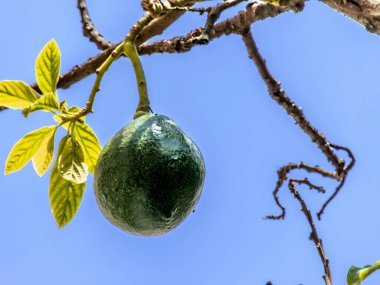 Brezilya 'da güneşli bir günde avokado ağacı, Brezilya tropikal meyvesi