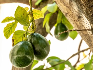 Brezilya 'da güneşli bir günde avokado ağacı, Brezilya tropikal meyvesi