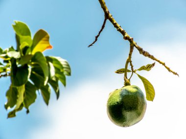 Brezilya 'da güneşli bir günde avokado ağacı, Brezilya tropikal meyvesi