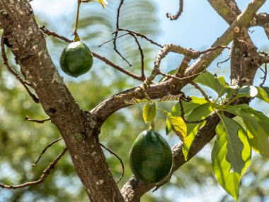 Brezilya 'da güneşli bir günde avokado ağacı, Brezilya tropikal meyvesi