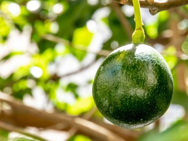 Brezilya 'da güneşli bir günde avokado ağacı, Brezilya tropikal meyvesi