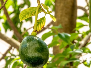 Brezilya 'da güneşli bir günde avokado ağacı, Brezilya tropikal meyvesi