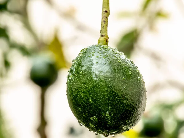 巴西的鳄梨树在雨后 巴西的热带水果 — 图库照片