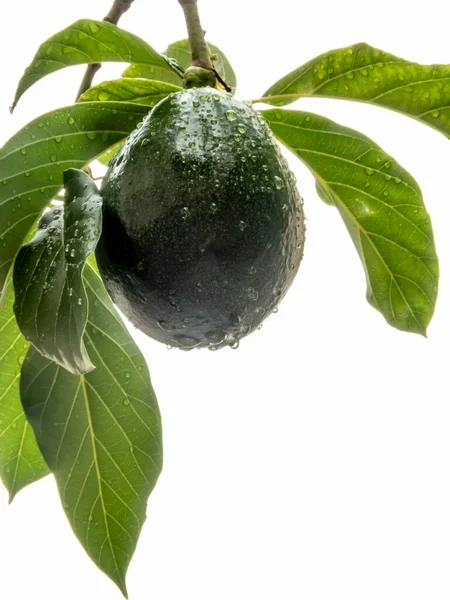 Avocadobaum Nach Regen Brasilien Brasilianische Tropische Früchte — Stockfoto