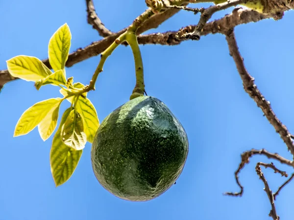 Avokadoträd Solig Dag Brasilien Brasiliansk Tropisk Frukt — Stockfoto