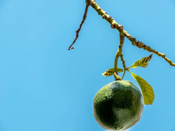 Brezilya Güneşli Bir Günde Avokado Ağacı Brezilya Tropikal Meyvesi — Stok fotoğraf