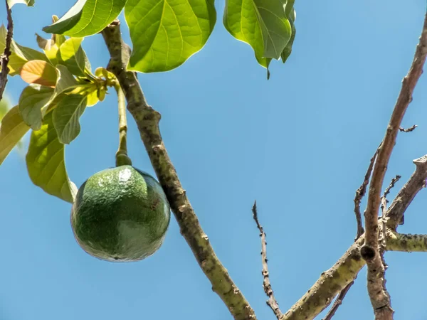 Avocado Boom Zonnige Dag Brazilië Braziliaanse Tropische Vruchten — Stockfoto