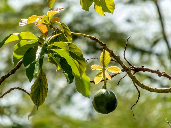 Avokádó Napsütéses Napon Brazíliában Brazil Trópusi Gyümölcs — Stock Fotó