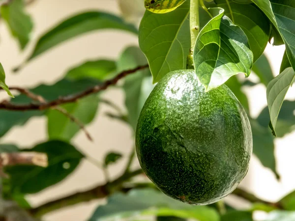 Brezilya Güneşli Bir Günde Avokado Ağacı Brezilya Tropikal Meyvesi — Stok fotoğraf