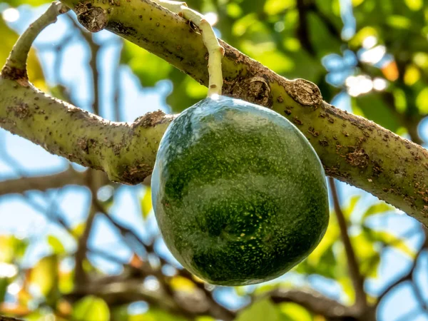 Avocado Boom Zonnige Dag Brazilië Braziliaanse Tropische Vruchten — Stockfoto