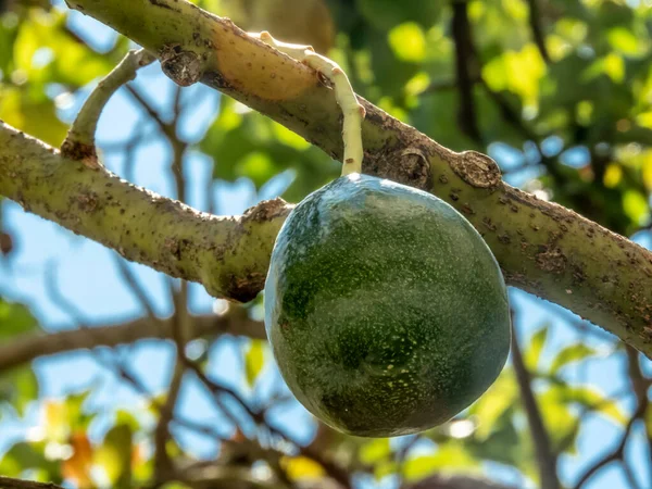 巴西的鳄梨树 在阳光明媚的日子里 巴西的热带水果 — 图库照片