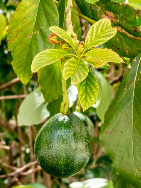 Aguacate Día Soleado Brasil Fruta Tropical Brasileña — Foto de Stock