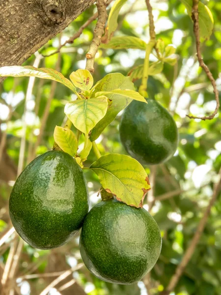 Avokadoträd Solig Dag Brasilien Brasiliansk Tropisk Frukt — Stockfoto