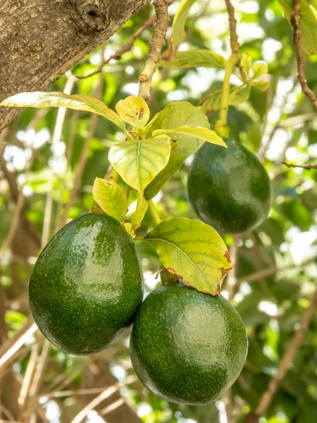 Avocado Boom Zonnige Dag Brazilië Braziliaanse Tropische Vruchten — Stockfoto