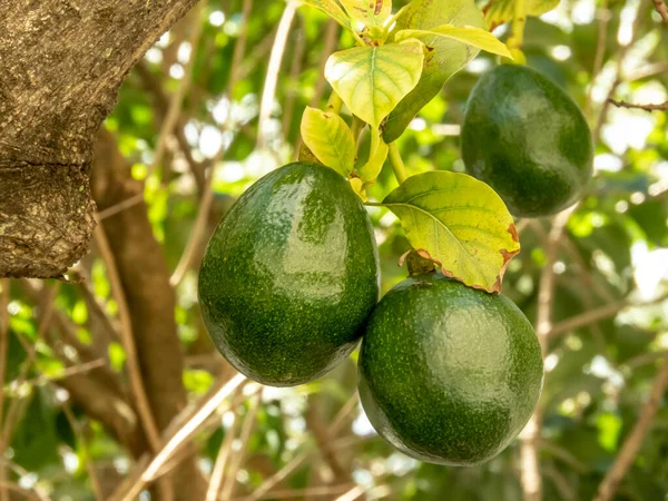 Abacate Dia Ensolarado Brasil Fruta Tropical Brasileira — Fotografia de Stock