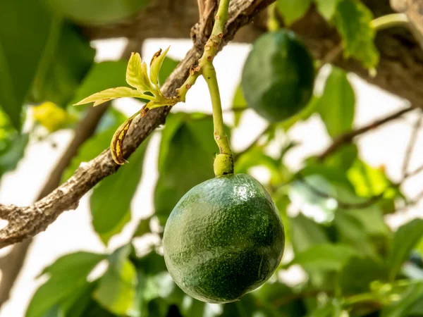 巴西的鳄梨树 在阳光明媚的日子里 巴西的热带水果 — 图库照片