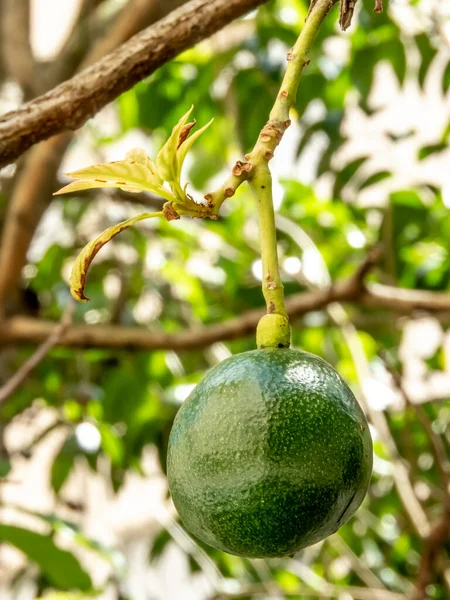 Avokadoträd Solig Dag Brasilien Brasiliansk Tropisk Frukt — Stockfoto