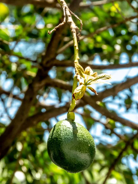 Avocado Boom Zonnige Dag Brazilië Braziliaanse Tropische Vruchten — Stockfoto