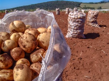 Brezilya 'da hasattan sonra patates çuvalı.