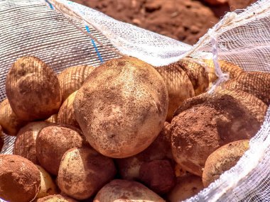 Brezilya 'da hasattan sonra patates çuvalı.