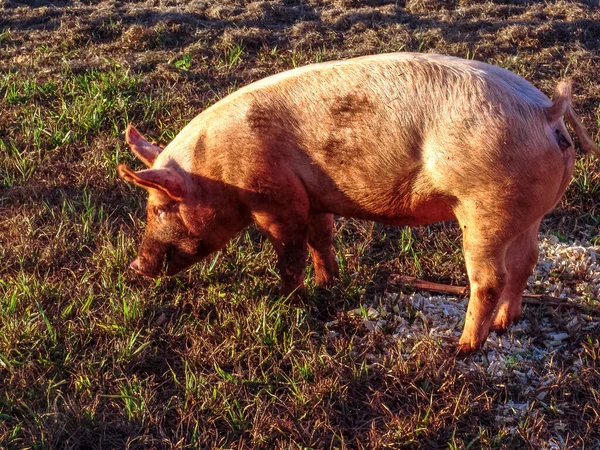 one farm pig in pature in Brazil