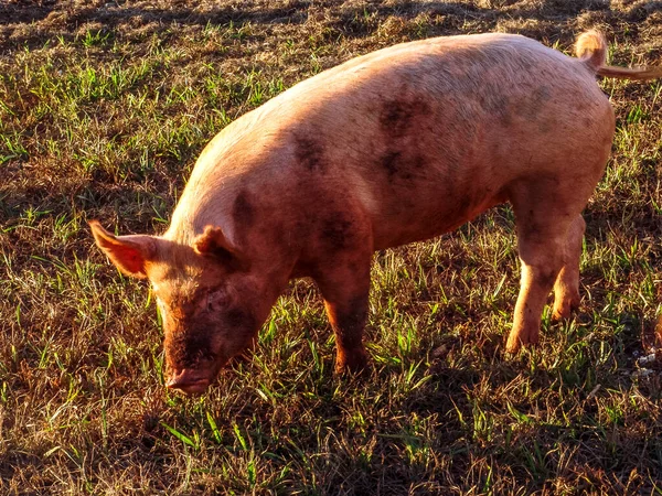 one farm pig in pature in Brazil