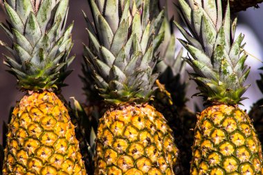 Brezilya 'da sokak pazarındaki büfe üzerine seçici odaklı ham ananas grubu